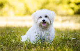 �����Ƒ��Ɍ}����O��